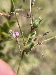 Dasineura meibomiae