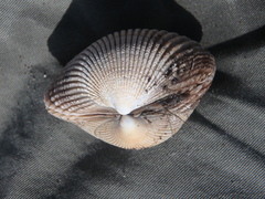 Clinocardium nuttallii