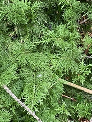 Thuidium tamariscinum