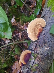 Daedaleopsis confragosa