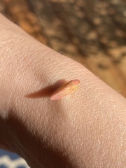 Gyponana gladia