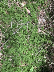 Thuidium tamariscinum