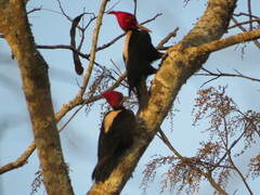 Campephilus leucopogon
