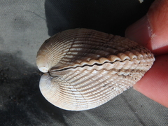 Clinocardium nuttallii