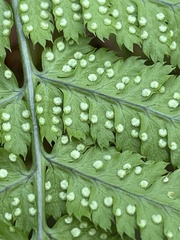 Dryopteris