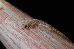 Hemiphyllodactylus hongkongensis