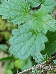 Urtica urens