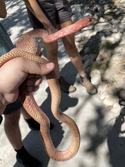 Masticophis flagellum testaceus