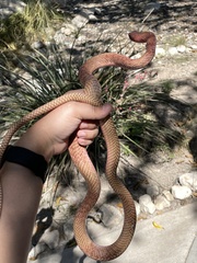 Masticophis flagellum testaceus