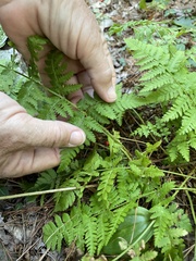 Dryopteris