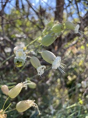 Silene vulgaris