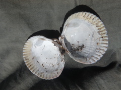 Clinocardium nuttallii