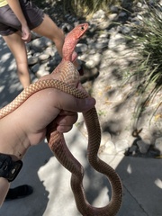 Masticophis flagellum testaceus
