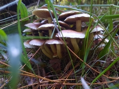 Hypholoma fasciculare