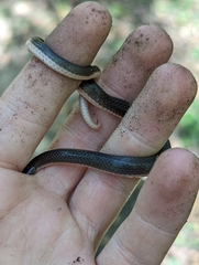 Carphophis amoenus amoenus