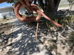 Masticophis flagellum testaceus