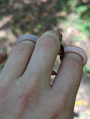 Carphophis amoenus amoenus