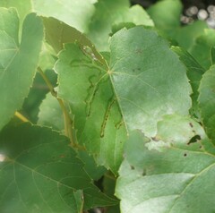 Phyllocnistis vitegenella