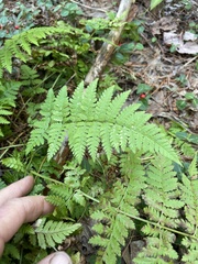Dryopteris
