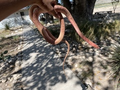 Masticophis flagellum testaceus