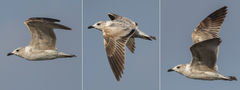 Larus armenicus