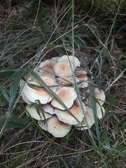Hypholoma fasciculare