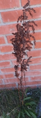 Rumex pseudonatronatus
