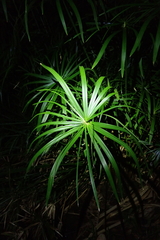 Cyperus alternifolius