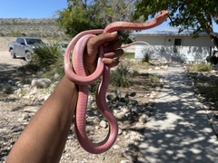 Masticophis flagellum testaceus