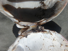 Clinocardium nuttallii