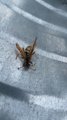 Polistes aurifer