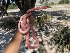 Masticophis flagellum testaceus