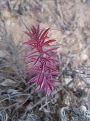 Euphorbia nicaeensis