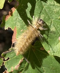 Halysidota