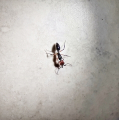 Odontomachus erythrocephalus