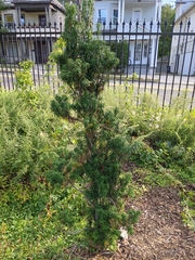 Torreya nucifera