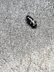 Glischrochilus quadrisignatus