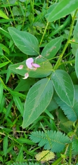 Desmodium glabellum
