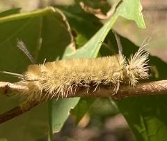 Halysidota