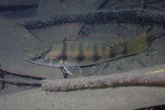 Hemichromis camerounensis