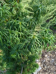 Torreya nucifera