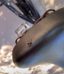 Phidippus adumbratus