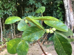 Ficus mariae