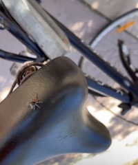 Phidippus adumbratus