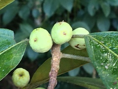 Ficus mariae