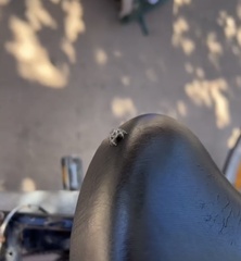 Phidippus adumbratus