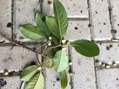 Ficus mariae