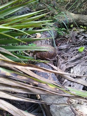 Terrapene carolina bauri