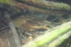 Cherax quadricarinatus