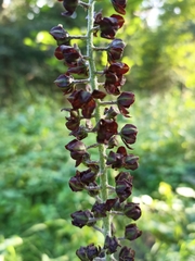 Veratrum nigrum